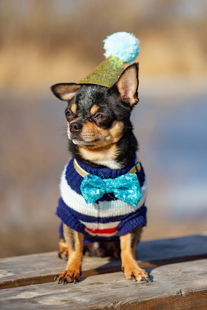 słodkie urodziny chihuahua na naturalnym tle. Chihuahua pies w czapce urodzinowej. urodziny, pies, zwierzę, chihuahua, domowe, - Zdjęcie, obraz