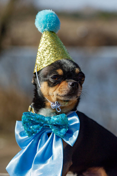 słodkie urodziny chihuahua na naturalnym tle. Chihuahua pies w czapce urodzinowej. urodziny, psie. - Zdjęcie, obraz