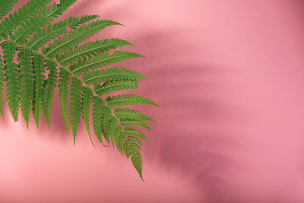 Nature morte florale minimaliste avec feuille de fougère et son ombre sur fond rose. - Photo, image