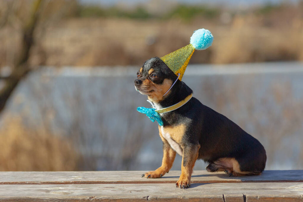 un chihuahua anniversaire mignon sur un fond naturel. Chihuahua chien dans une casquette d'anniversaire. anniversaire, chien - Photo, image