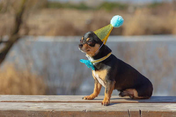 a cute birthday chihuahua on a natural background. Chihuahua dog in a birthday cap. birthday, dog - Photo, Image