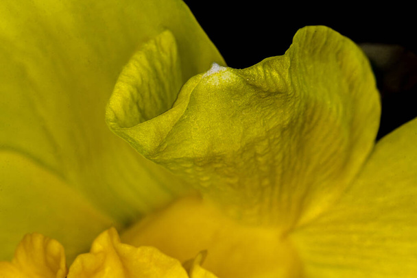 Macro image d'une fleur de jonquille. Photo de fleur - Photo, image