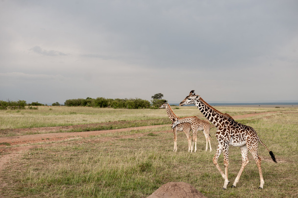 Zürafa - Fotoğraf, Görsel