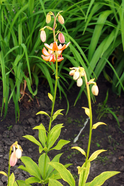Martagon lírio, ou lírio da montanha (Lilium martagon) flores em um jardim - Foto, Imagem