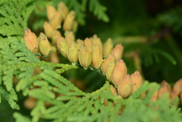 Young seeds of Thuja occidentalis - Photo, Image