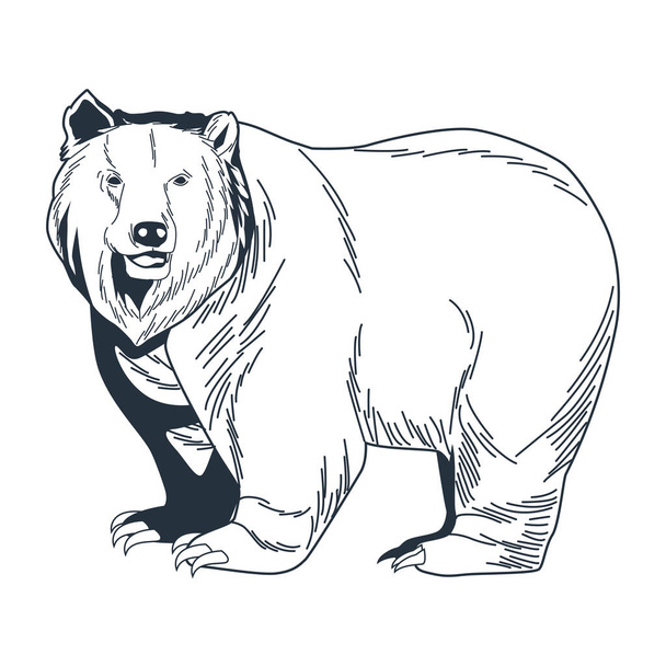 bear grizzly animal - Vector, Image