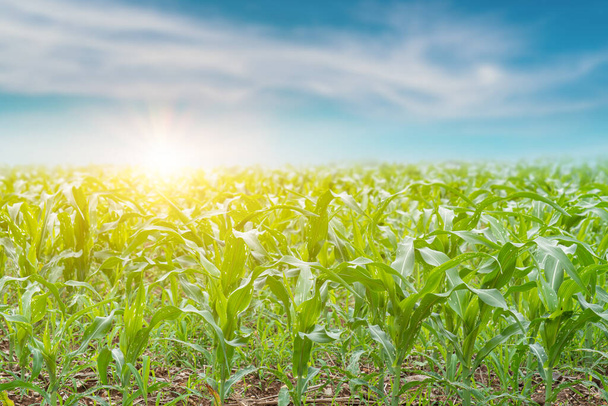 Поле розсади кукурудзи на фоні сходу сонця. Сільське господарство сільськогосподарського ландшафту. Фокус на передньому плані
 - Фото, зображення