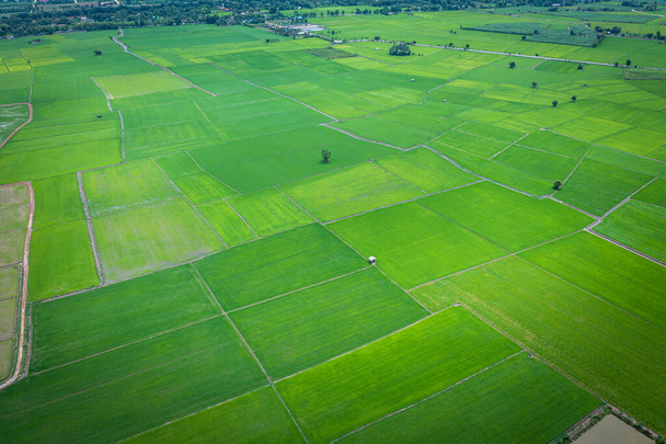 Воздушное изображение красивого зеленого рисового поля и дорожек в Таиланде
. - Фото, изображение