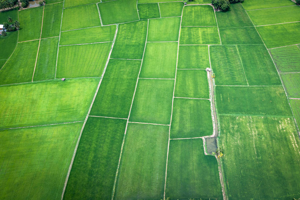 Légi kép gyönyörű zöld hántolatlan rizs mező és járdák Thaiföldön. - Fotó, kép