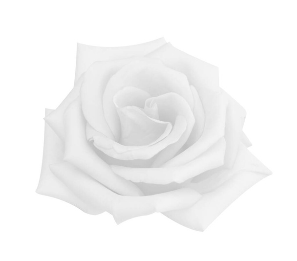 Vaaleanpunainen ruusun pää kukka eristetty valkoisella taustalla, pehmeä tarkennus ja leikkauspolku - Valokuva, kuva