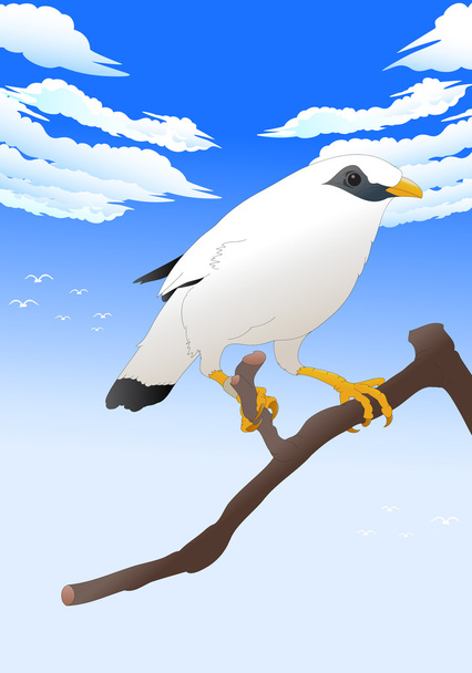 Pássaro branco
 - Foto, Imagem