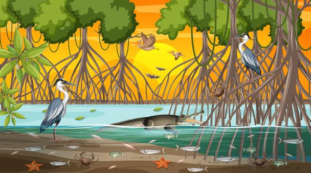 Mangrovenwälder Landschaft Szene bei Sonnenuntergang mit vielen verschiedenen Tieren Illustration - Vektor, Bild