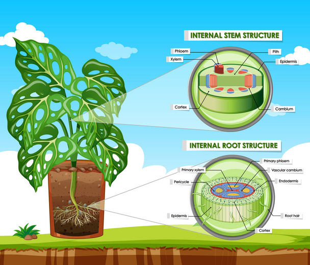 茎や根の構造図 - ベクター画像