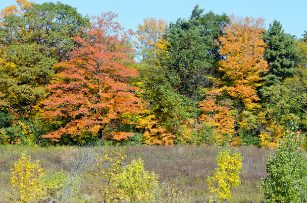Fall's colorful trees - Foto, immagini