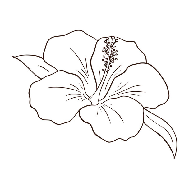 Hand Drawn Tropical Organic Hibiscus Flower. Line art exotic flower illustration for logo, emblem, template, stickers, prints, cosmetics, spa, beauty care products - Vector, afbeelding