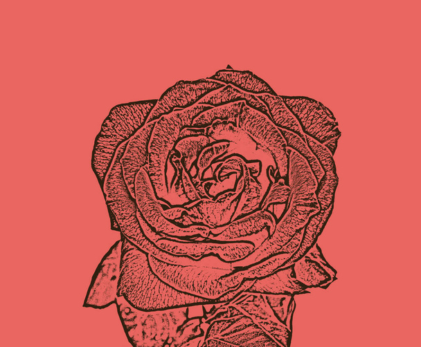 Detalle de rosa roja ilustración - Foto, imagen