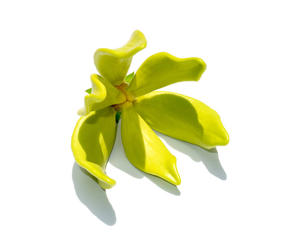 Detailní voňavé květy lezení ylang-ylang, ilang-ilang, manorangini, hara-champa nebo kantali champa na bílém pozadí - Fotografie, Obrázek