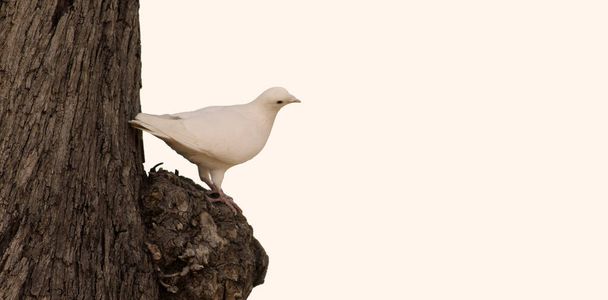 güvercin ağaçta fotoğraf detaylarıyla - Fotoğraf, Görsel