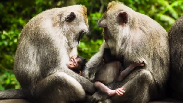 Scimmie nella foresta di Bali. - Filmati, video