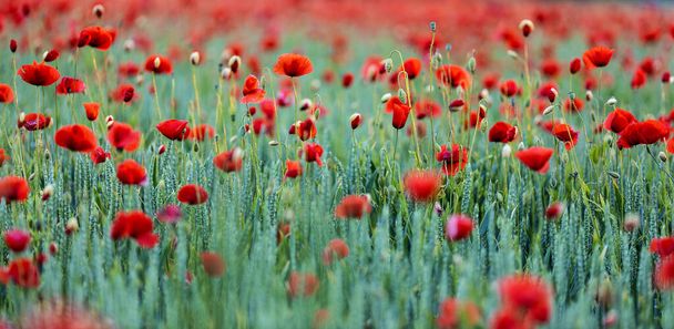 Roter Mohn unter Weizen - Foto, Bild