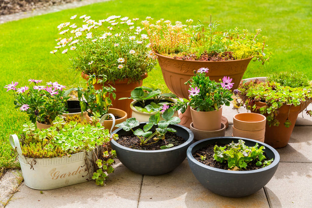 Flores en maceta, plantas, verduras y hierbas en la terraza o patio con césped verde - Foto, imagen