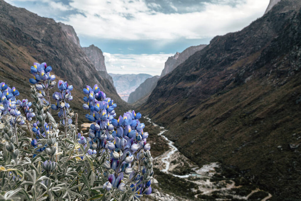 Vista panorámica de un valle en el Parque Nacional Huascaran y flores silvestres, Cordillera Blanca, Perú. - Foto, imagen