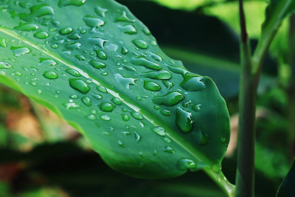 Mooi van groene tropische bladeren plant en water druppel achtergrond - Foto, afbeelding