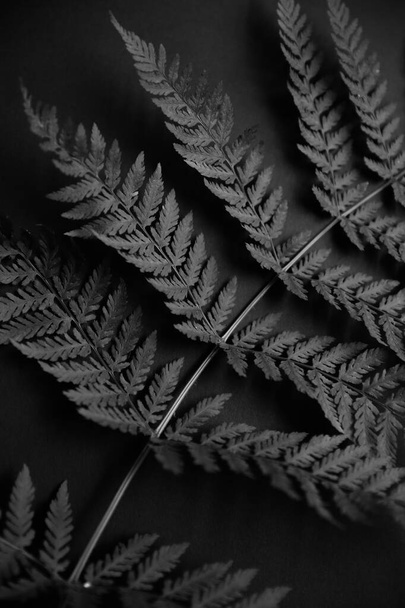 stylish black and white photo of a forest fern - Foto, Imagen