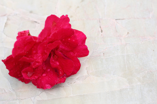 Czerwona róża tło  - Zdjęcie, obraz