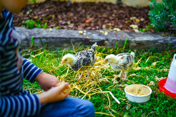 Young boy feeding chicken in a garden - Фото, изображение