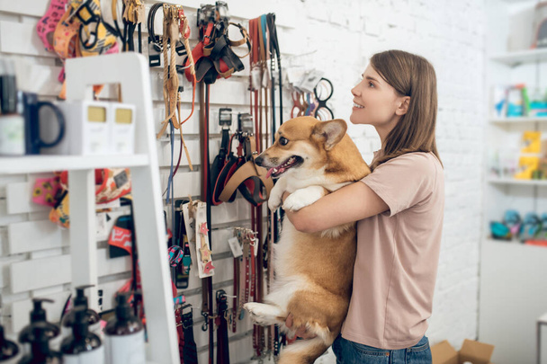 Dark-haired girl and her corgi choosing toys in a pet shop - 写真・画像