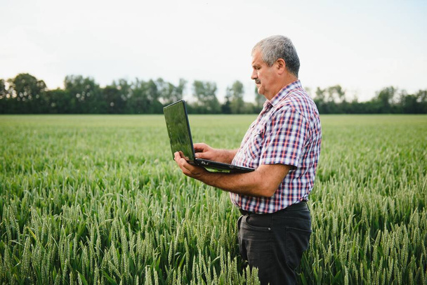 Senior farmer in filed examining young wheat corp and looking at laptop. - Foto, imagen