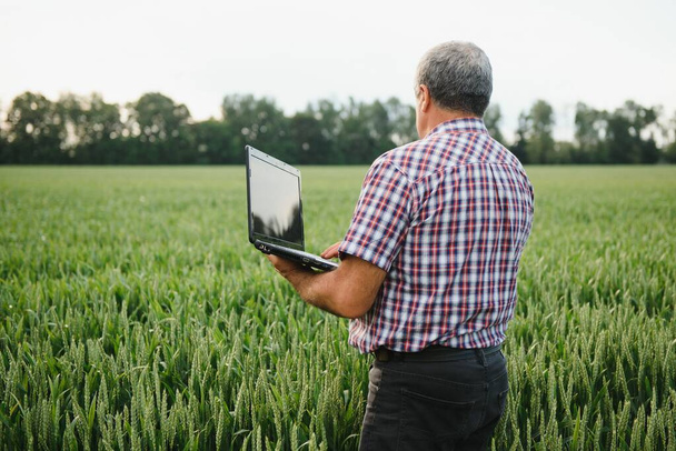 modern farmer checking his wheat field and working on laptop computer - Foto, immagini