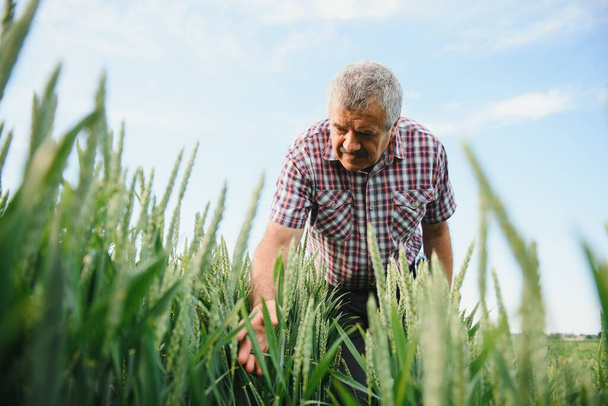 senior man inspecting wheat in wheat field - Zdjęcie, obraz