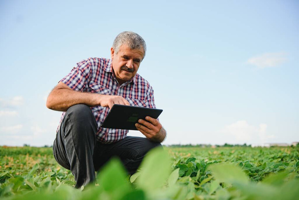 Farmer or agronomist examining green soybean plant in field - Foto, afbeelding