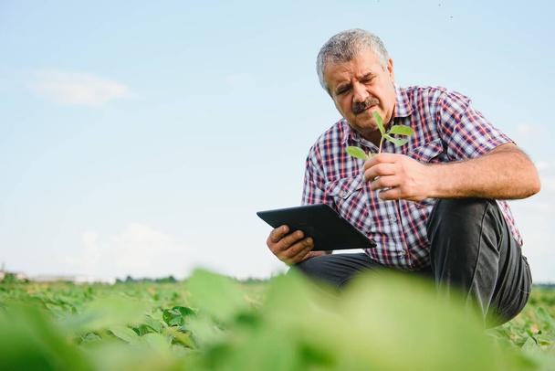 Farmer or agronomist examining green soybean plant in field - Photo, image