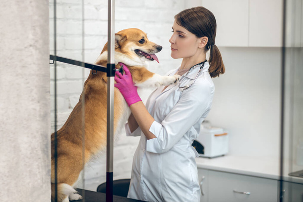 Female vet doctor making an injection to a dog - Photo, image