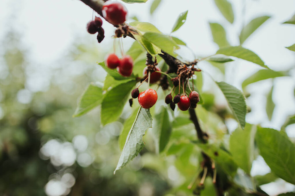 A closeup shot of red sweet cherries growing on a tree - Φωτογραφία, εικόνα