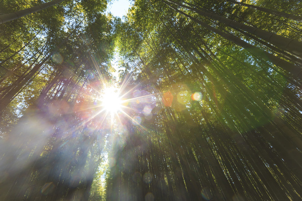Bambus lesie z rano silne światło słoneczne - Zdjęcie, obraz