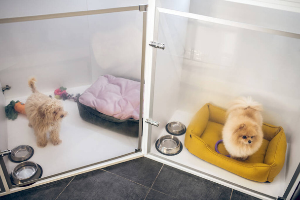 Χαριτωμένο χνουδωτό σκυλί σε ένα ξενοδοχείο κατοικίδιων ζώων περιμένει τον ιδιοκτήτη - Φωτογραφία, εικόνα