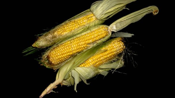 three fresh corn on the cob - Фото, изображение