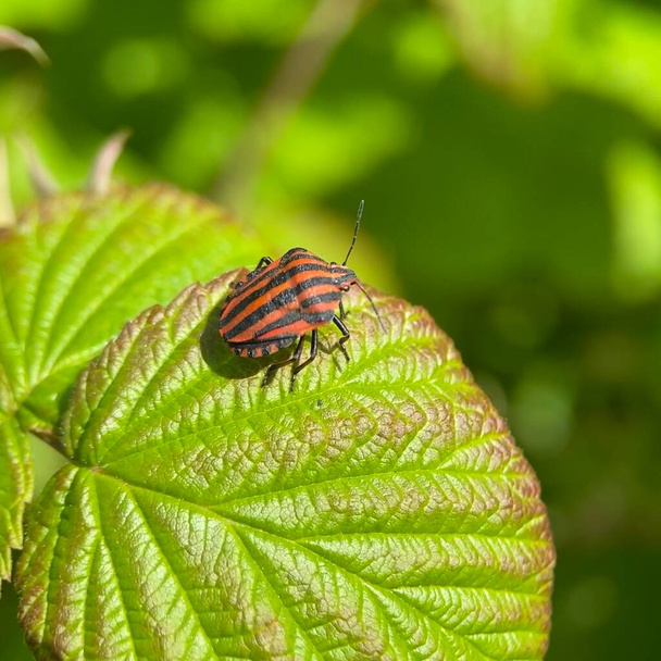 The insect Bedbug (Graphosoma lineatum) sits on the branch - Photo, Image