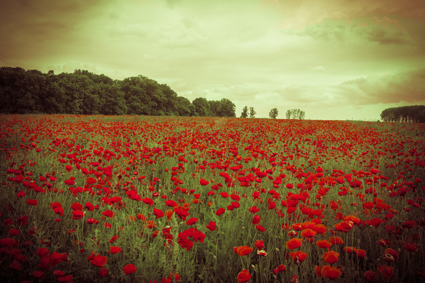 Idyllic field with red poppies against the sunset sky - Photo, Image