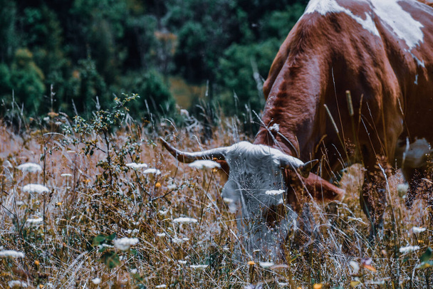 A closeup shot of a cow with horns grazing grass in a field - Zdjęcie, obraz