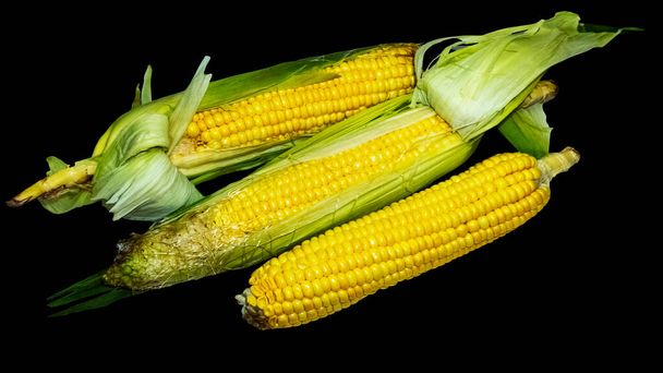 friss kukorica a cob izolált fekete - Fotó, kép