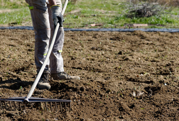 A farmer prepares the ground for the summer vegetable garden with a rake - Valokuva, kuva