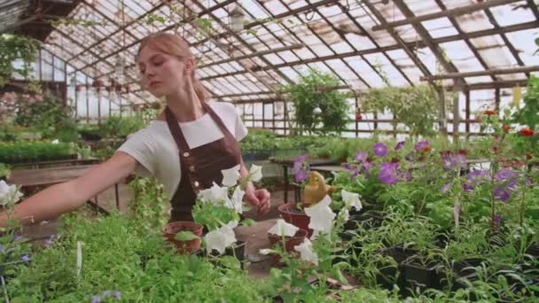 Lány kötényben dolgozik egy üvegház transzplantáció virágok, lassított felvételű videó - Felvétel, videó