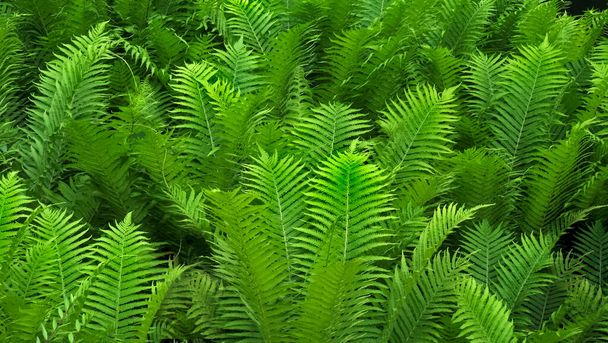 A selective focus shot of green ferns - Zdjęcie, obraz