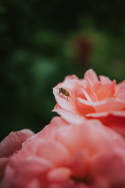A vertical shot of a fly on a pink garden rose - Φωτογραφία, εικόνα