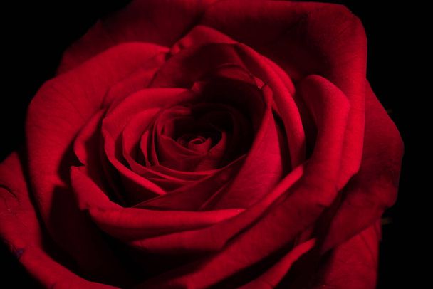 A high angle shot of a dark red rose head on a black background - Foto, afbeelding